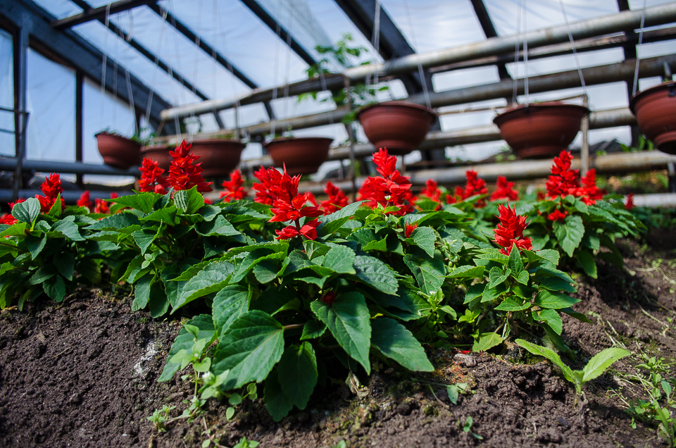 Сальвия на центральные клумбы. Здесь до последнего момента не знали, будут ли участвовать в озеленении города. Но выращивать растения в любом случае надо заранее.