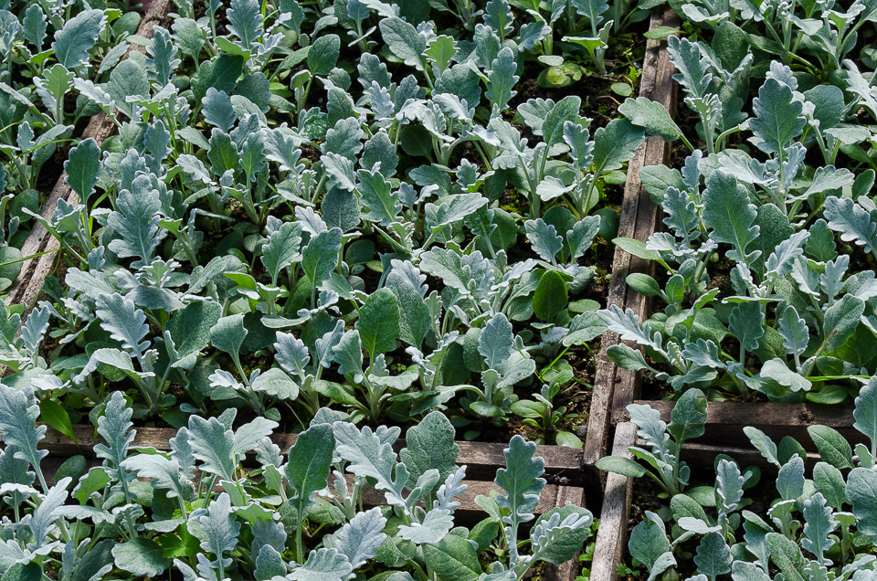 Ценерария также используется для оформления клумб. Она придает им торжественность.