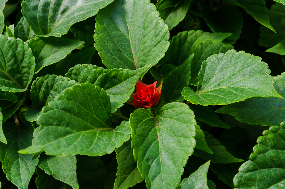 Сальвия для городских клумб.