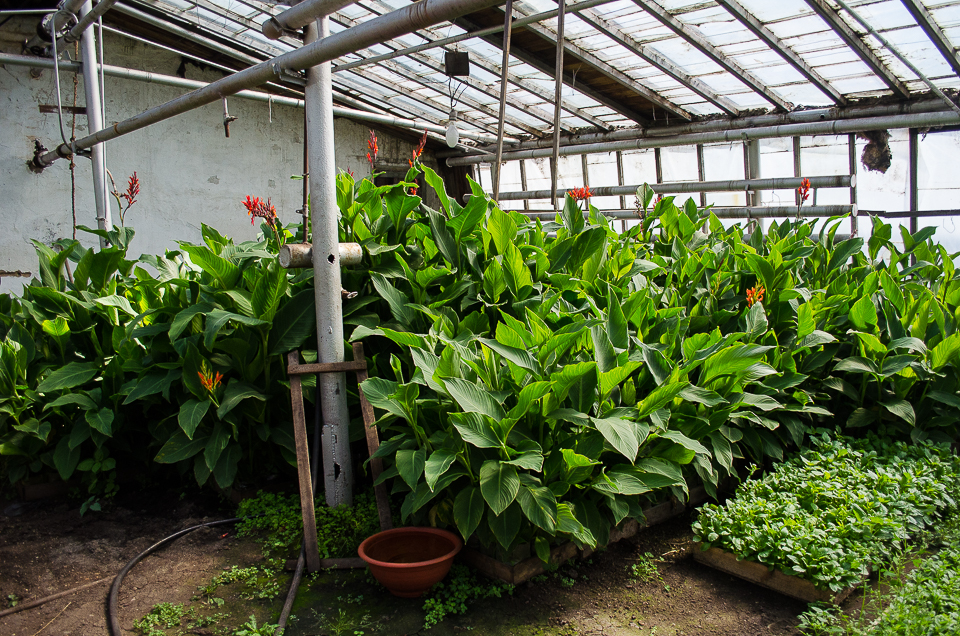 Канны для сквера Кирова.