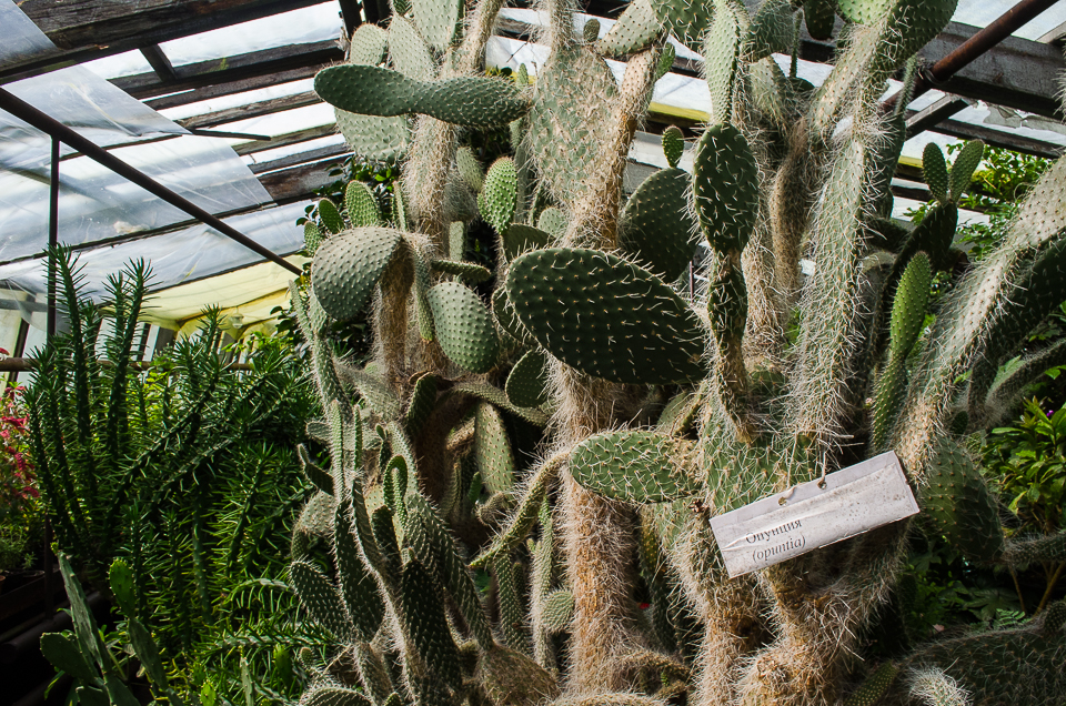 В маточнике хранится весь генофонд Горзеленхоза — более тысячи наименований растений.