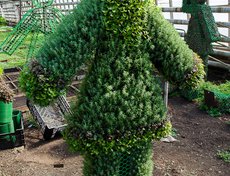 Помимо выращивания, здесь изготавливают фигуры из растений.