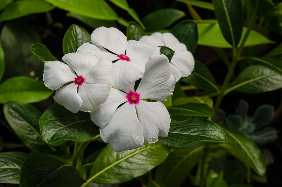 Растения здесь выращивают как для города, так и для украшения дома (горшечные).