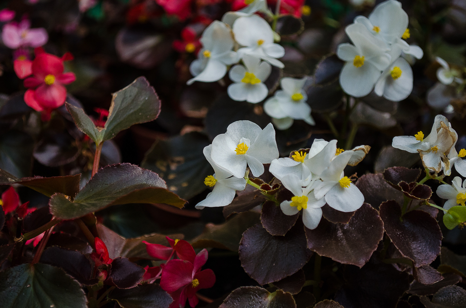 Бегония для города. Ею озеленяли территорию у Вечного огня и у памятника генералу Белобородову.