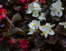 Бегония для города. Ею озеленяли территорию у Вечного огня и у памятника генералу Белобородову.