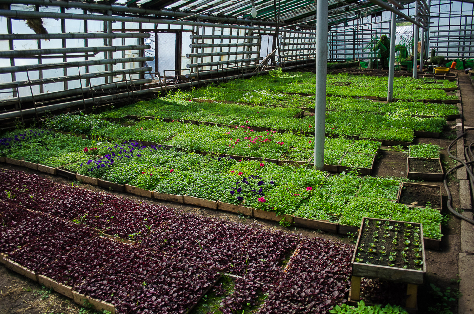 Только в сквере необходимо озеленить 1 300 квадратных метров.