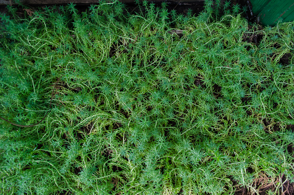 Седум. Этим растением «заполняют» фигуры.