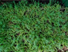 Седум. Этим растением «заполняют» фигуры.