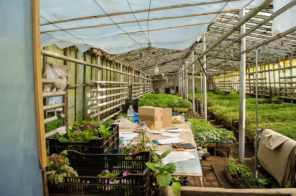 В Горзеленхозе продается рассада для садоводов. Покупателей много — большая часть из них покупает рассаду только здесь.