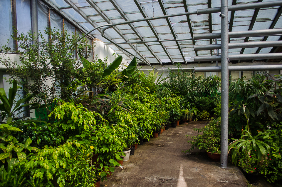 Теплица с горшечными растениями.