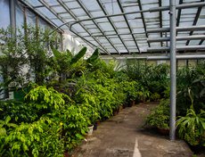 Теплица с горшечными растениями.