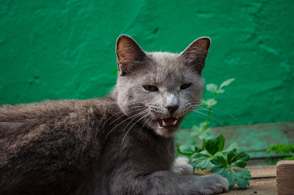 В Горзеленхозе обитает пять кошек, они ловят мышей, которые могут грызть корни растений. На фото — Мариша.