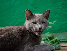 В Горзеленхозе обитает пять кошек, они ловят мышей, которые могут грызть корни растений. На фото — Мариша.