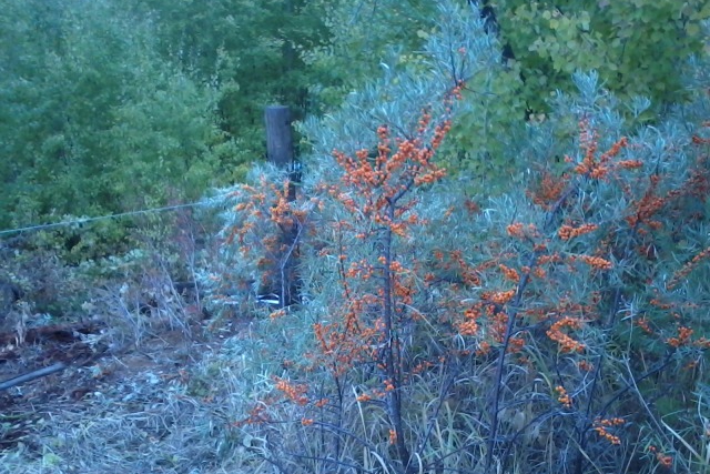 Участок на 11-м километре Качугского тракта