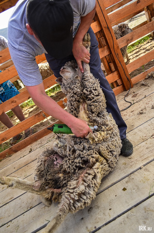 Соревнования по стрижке овец привлекли внимание гостей фестиваля. Такое зрелище нельзя было пропустить.