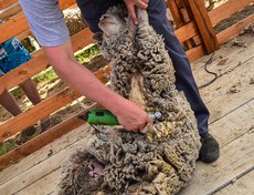 Соревнования по стрижке овец привлекли внимание гостей фестиваля. Такое зрелище нельзя было пропустить.