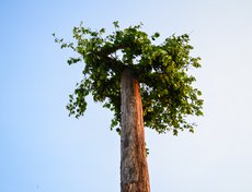 Высокий шест с установленным на нём колесом — центр всего праздника.