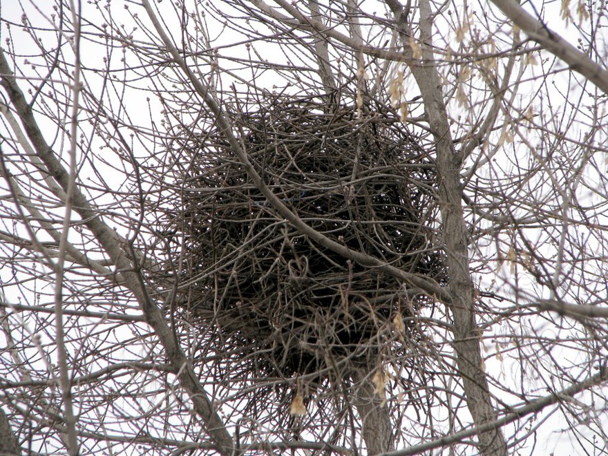 Гнездо сороки - шар