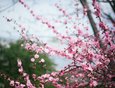 Продолжительность цветения сакуры зависит от температуры воздуха. Если жарко, она цветет 7-10 дней, максимум — 14 дней.