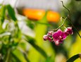 Фаленопсис — одна из самых легких в культивировании орхидей. Цветение продолжается больше месяца. Обычно раскрывается около 15 бутонов.