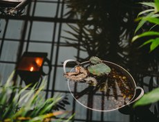 «Мы постарались сымитировать кусочек тропического болотца. Здесь растения, которые произрастают в стоячих водоемах тропических», — рассказала Светлана Сизых.