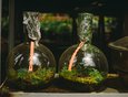 Коллекционные растения — селагинеллы. Их выращивают в закрытых сосудах для исследовательской работы.
