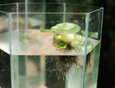 Эйхорния толстоножковая или «водяной гиацинт». Растет в теплых краях, например, в Австралии. Еще одно название — «зеленая чума», она быстро распространяется в водоемах, вытесняя другие растения.