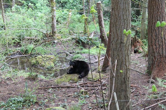 Медведь в зоопарке.