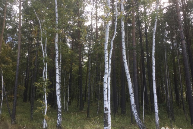 Участок на 28-м километре Байкальского тракта в ДНТ «Петровская Слобода»