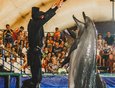 Новое шоу в дельфинарии стало настоящим подарком горожанам. Оно включает в себя костюмированное представление и головокружительные трюки дельфинов.