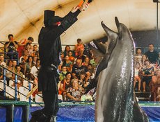 Новое шоу в дельфинарии стало настоящим подарком горожанам. Оно включает в себя костюмированное представление и головокружительные трюки дельфинов.