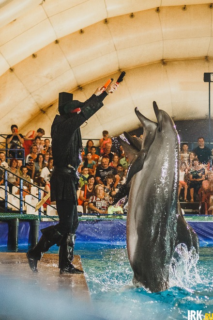 Новое шоу в дельфинарии стало настоящим подарком горожанам. Оно включает в себя костюмированное представление и головокружительные трюки дельфинов.