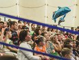 Дельфинарий гостит в Иркутске с декабря 2014 года, и все это время представления проходят при полных залах.