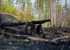 Последствия лесных пожаров. Фото Ильи Татарникова.
