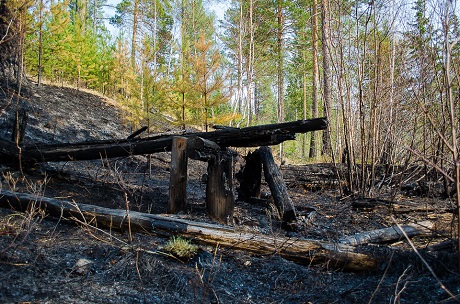 Последствия лесных пожаров. Фото Ильи Татарникова.