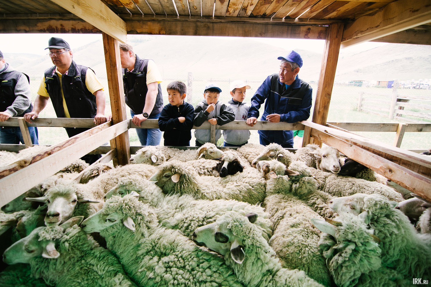 В рамках фестиваля состоялся конкурс по стрижке овец на скорость.