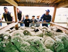 В рамках фестиваля состоялся конкурс по стрижке овец на скорость.