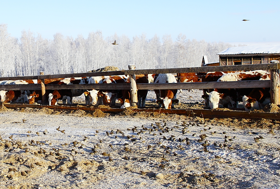 Краснопестрые коровы в ООО «Хадайское»