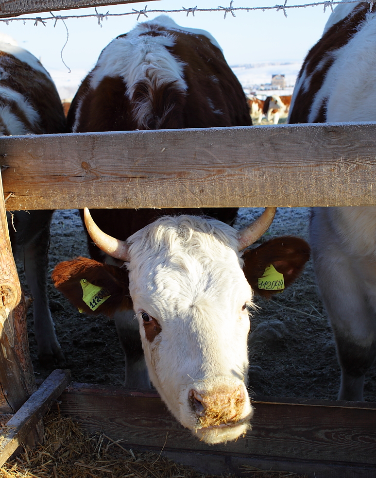 Коровник в ООО «Хадайское»
