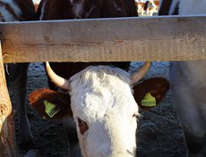 Коровник в ООО «Хадайское»