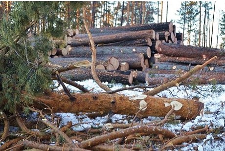 Срубленные деревья. Автор фото — Надежда Гусевская