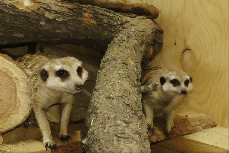 Иркутского детского контактного зоопарка