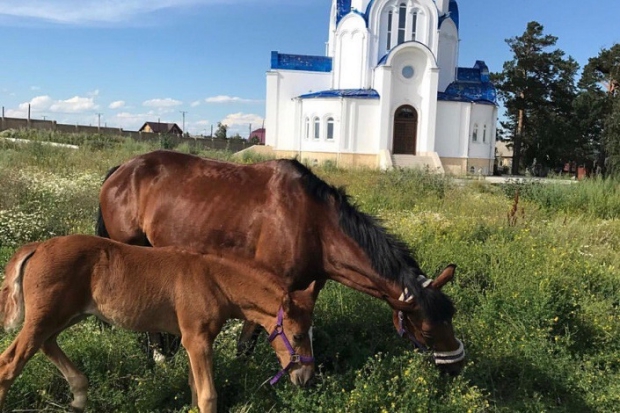 Фото предоставлено конно-спортивным центром «Пивоварский»