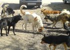Бродячие собаки. Фото с сайта riadagestan.ru