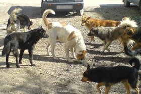 Бродячие собаки. Фото с сайта riadagestan.ru