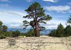 Фото с сайта «Дерево Байкала»