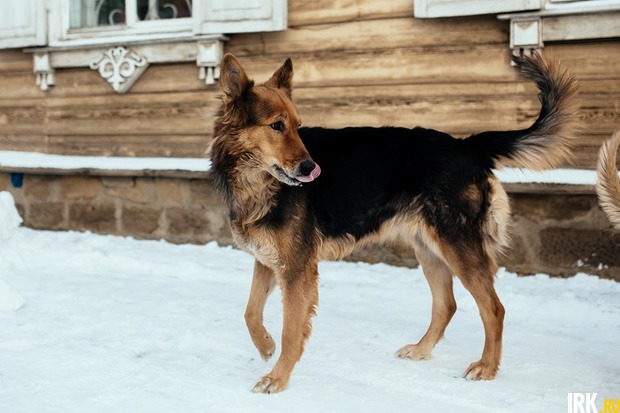 Тася