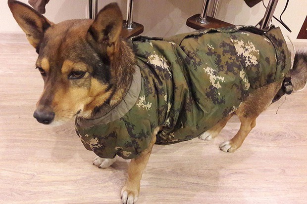 Снифф