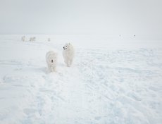 По словам заводчика, самоедов, как правило, заводят семьи, особенно с детьми. А еще люди любящие туризм и путешествия. Сейчас эта порода очень популярна.