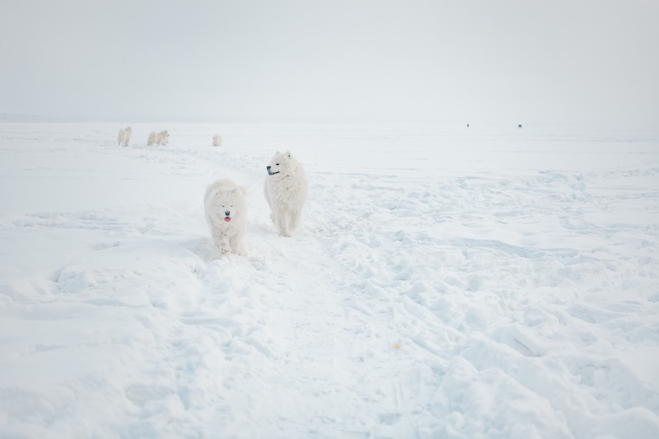 По словам заводчика, самоедов, как правило, заводят семьи, особенно с детьми. А еще люди любящие туризм и путешествия. Сейчас эта порода очень популярна.